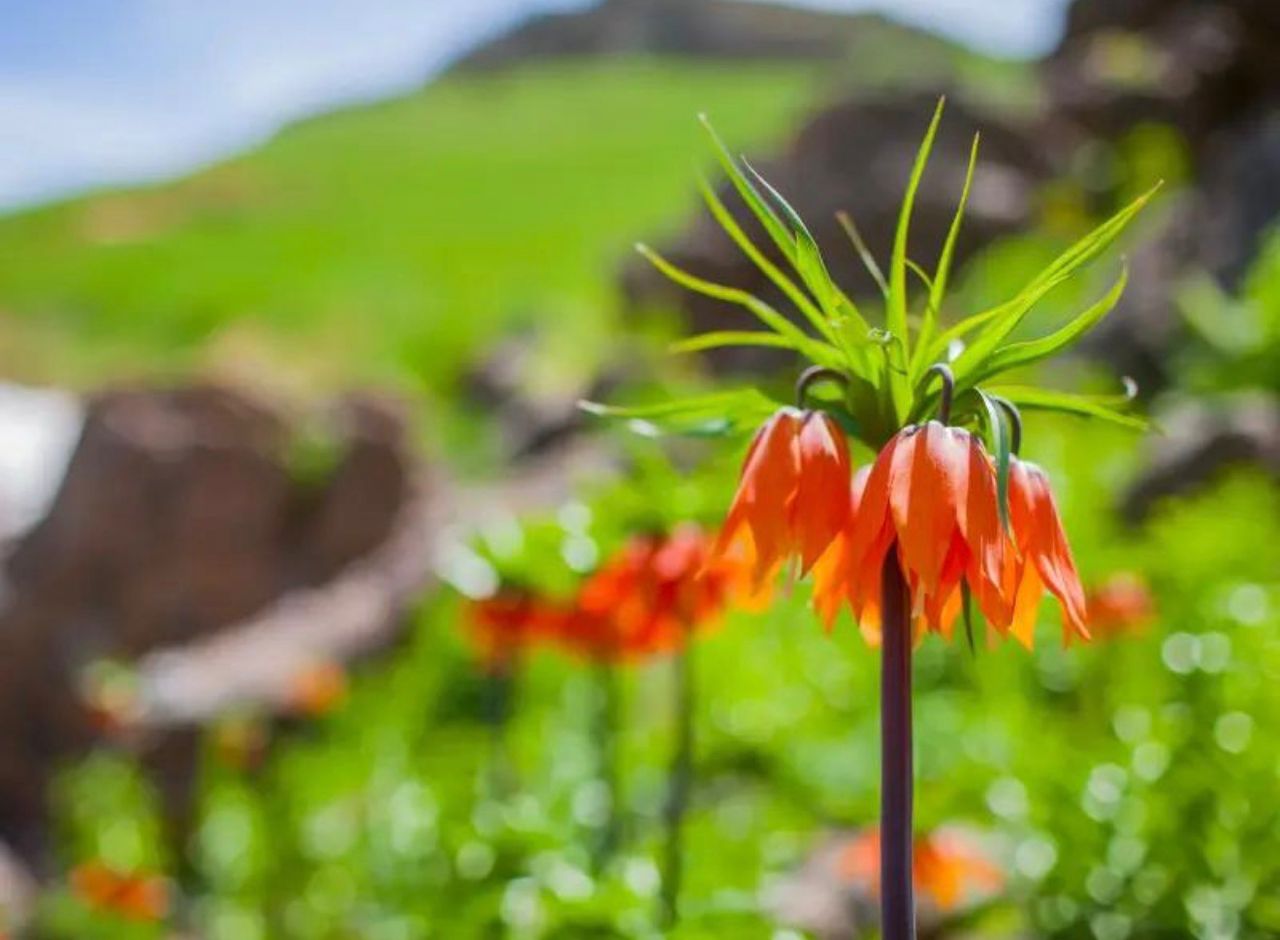 دشت لاله های واژگون
